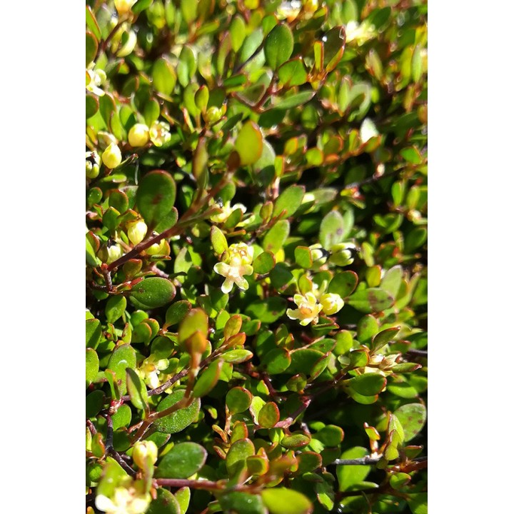 Muehlenbeckia capillaris
