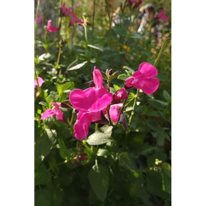 Salvia sangria fleur rose