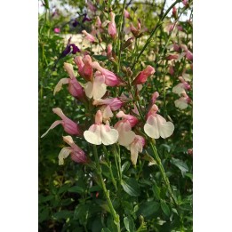Sauge - Salvia x jamensis 'Sierra San Antonio'