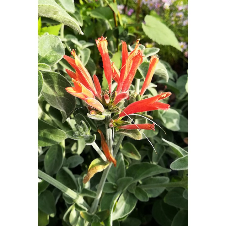 Dicliptera suberecta fleur orange