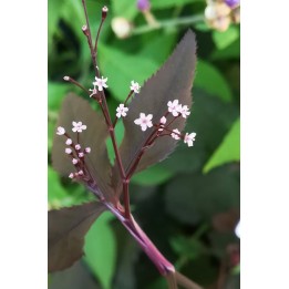 Cryptotaenia japonica f.atropurpurea - Mitsuba à feuillage pourpre -