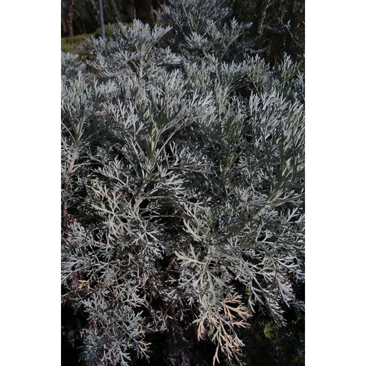 Armoise - Artemisia 'Powis Castle'