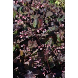 Heuchera 'Rachel'