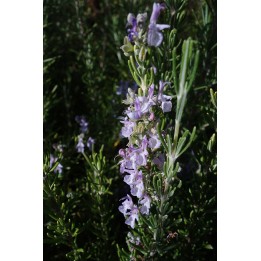 Romarin - Rosmarinus officinalis 'Marjorca Pink'
