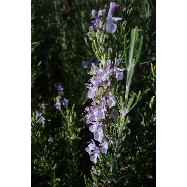 Romarin - Rosmarinus officinalis 'Marjorca Pink'