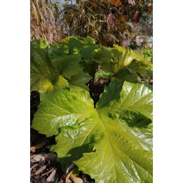 Description - Vente Acanthe dorée - Acanthus 'Hollard's Gold'