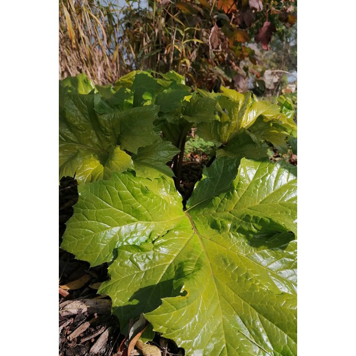 Description - Vente Acanthe dorée - Acanthus 'Hollard's Gold'