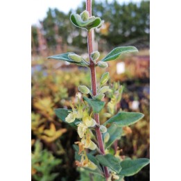 Teucrium flavum