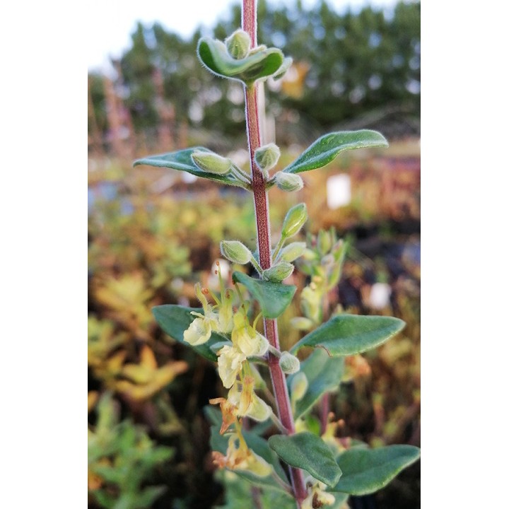 Teucrium flavum