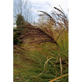 Eulalie - Miscanthus sinensis 'Gracilimus'
