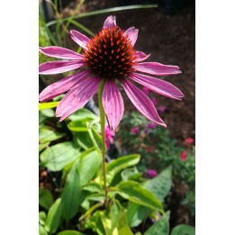 Echinacea purpurea 'Magnus'