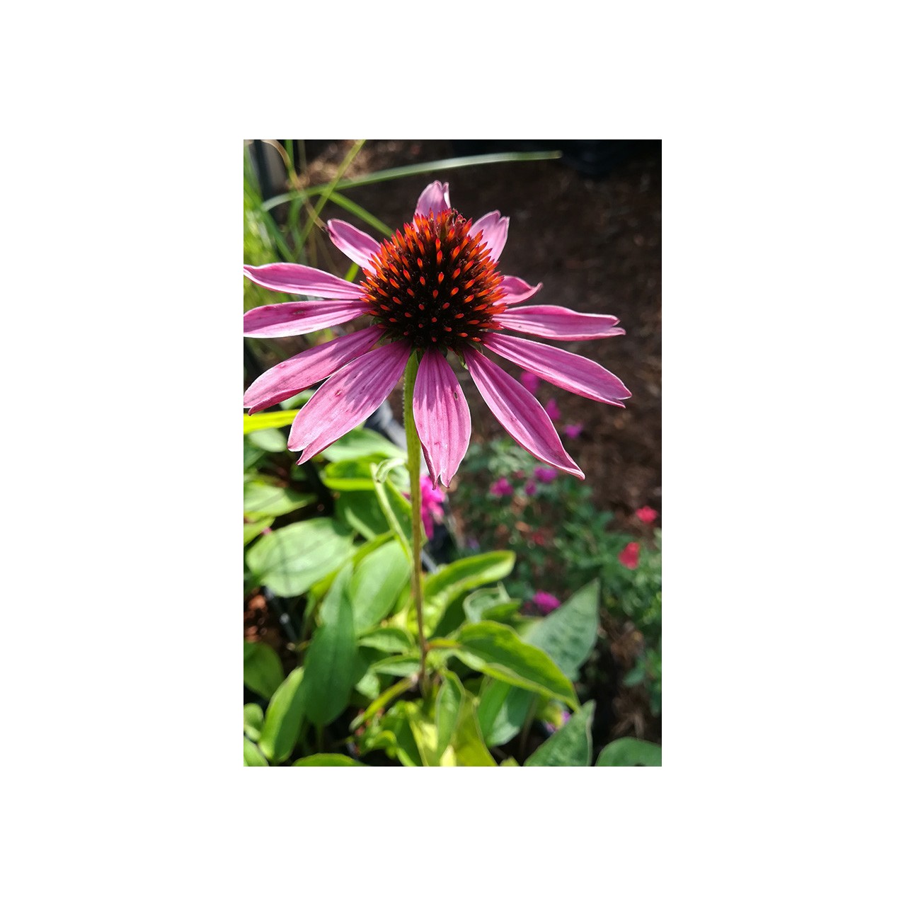Echinacea purpurea 'Magnus'