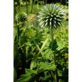 Echinops ritro