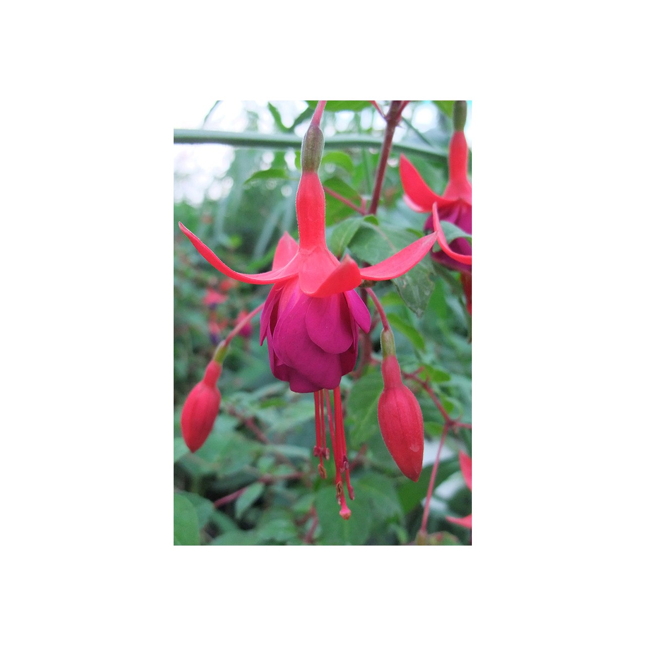 Fuchsia 'Enfant Prodigue'