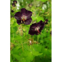 Geranium phaeum