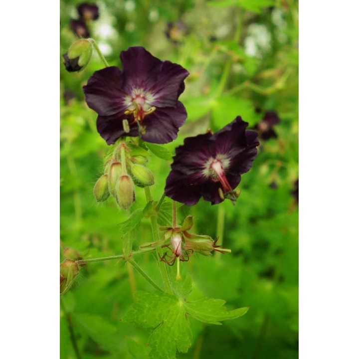 Geranium phaeum