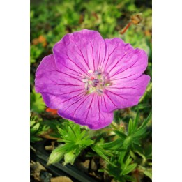 Geranium sanguineum 'Vision'