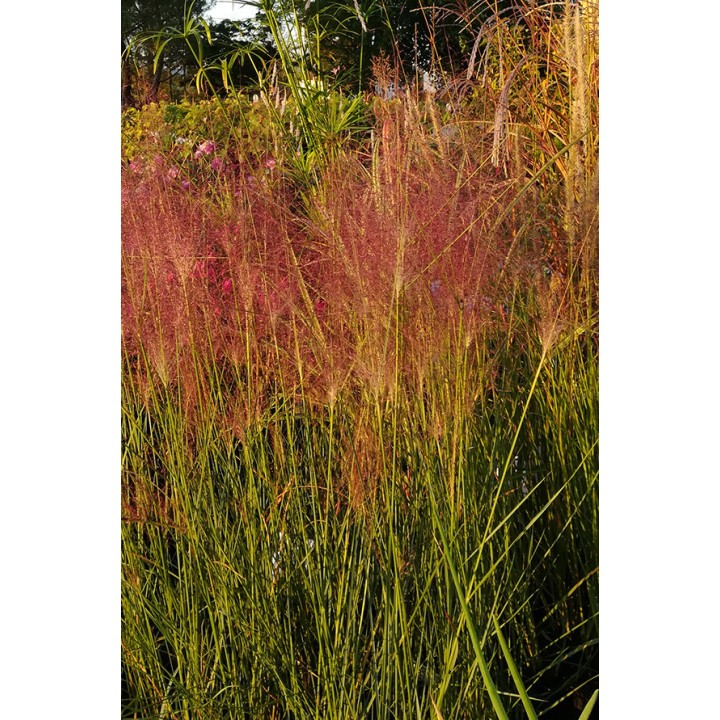 Muhlenbergia capillaris