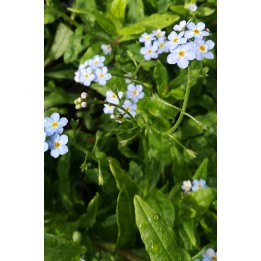 Myosotis palustris