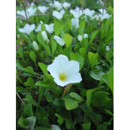 Nierembergia repens