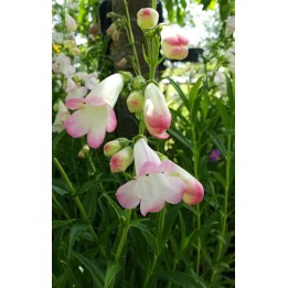 Penstemon 'Osprey'