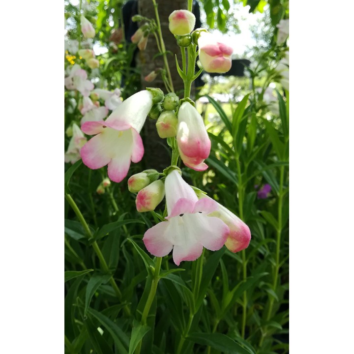 Penstemon 'Osprey'