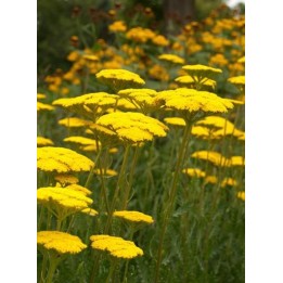 Achillea filipendulina 'Cloth of Gold'