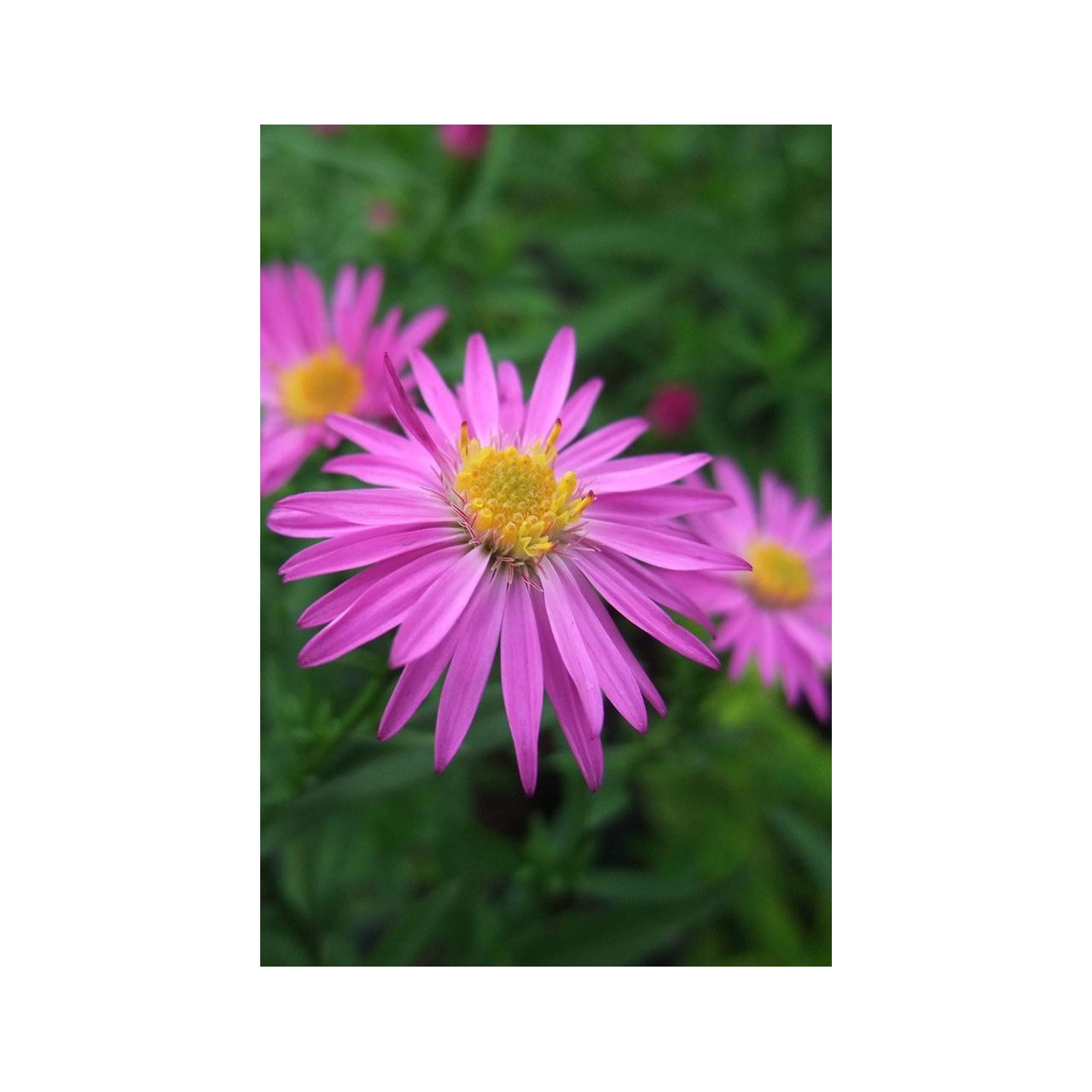 Acheter Vendangeuse - Description d'un Aster nain rose 'Alice Haslam'