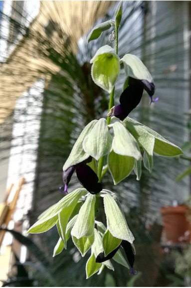 Salvia discolor