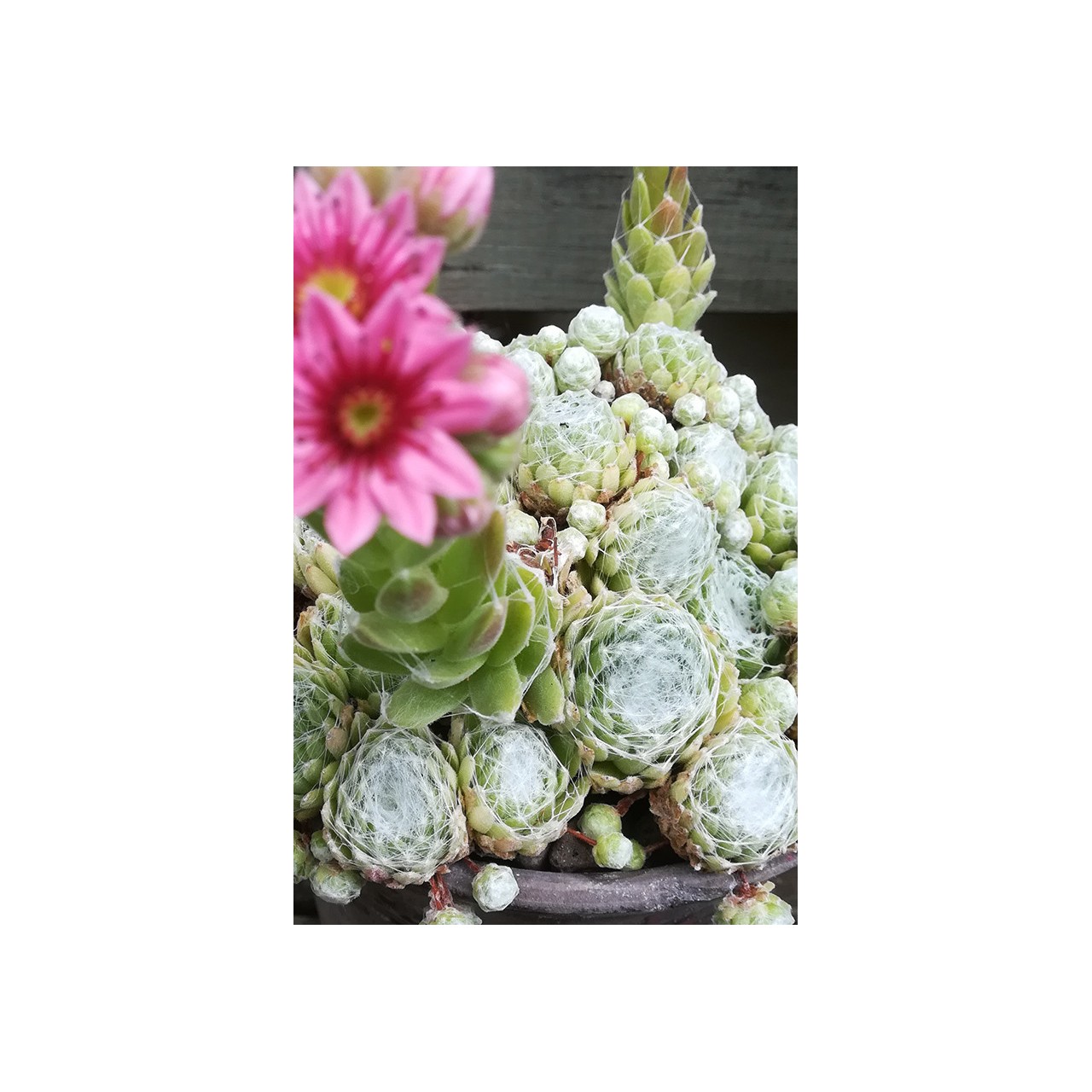 Sempervivum arachnoideum 'Clarchen'