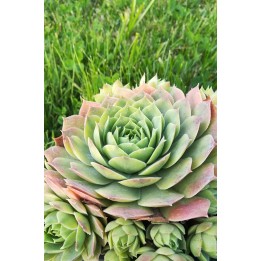 Sempervivum 'Blue Time'