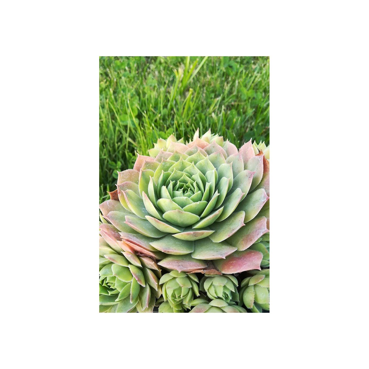 Sempervivum 'Blue Time'