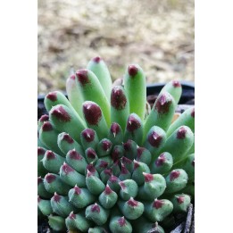 Sempervivum calcareum 'Monstruosum'