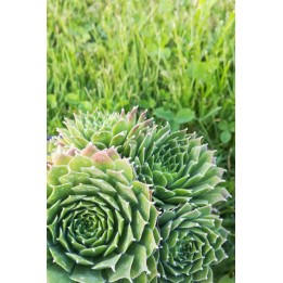 Sempervivum 'Camelot'