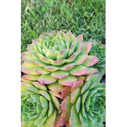Sempervivum 'Corni Di Canzo'