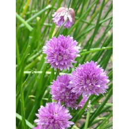 Ciboulette - Allium schoenoprasum