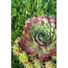 Sempervivum 'Glowing Embers'