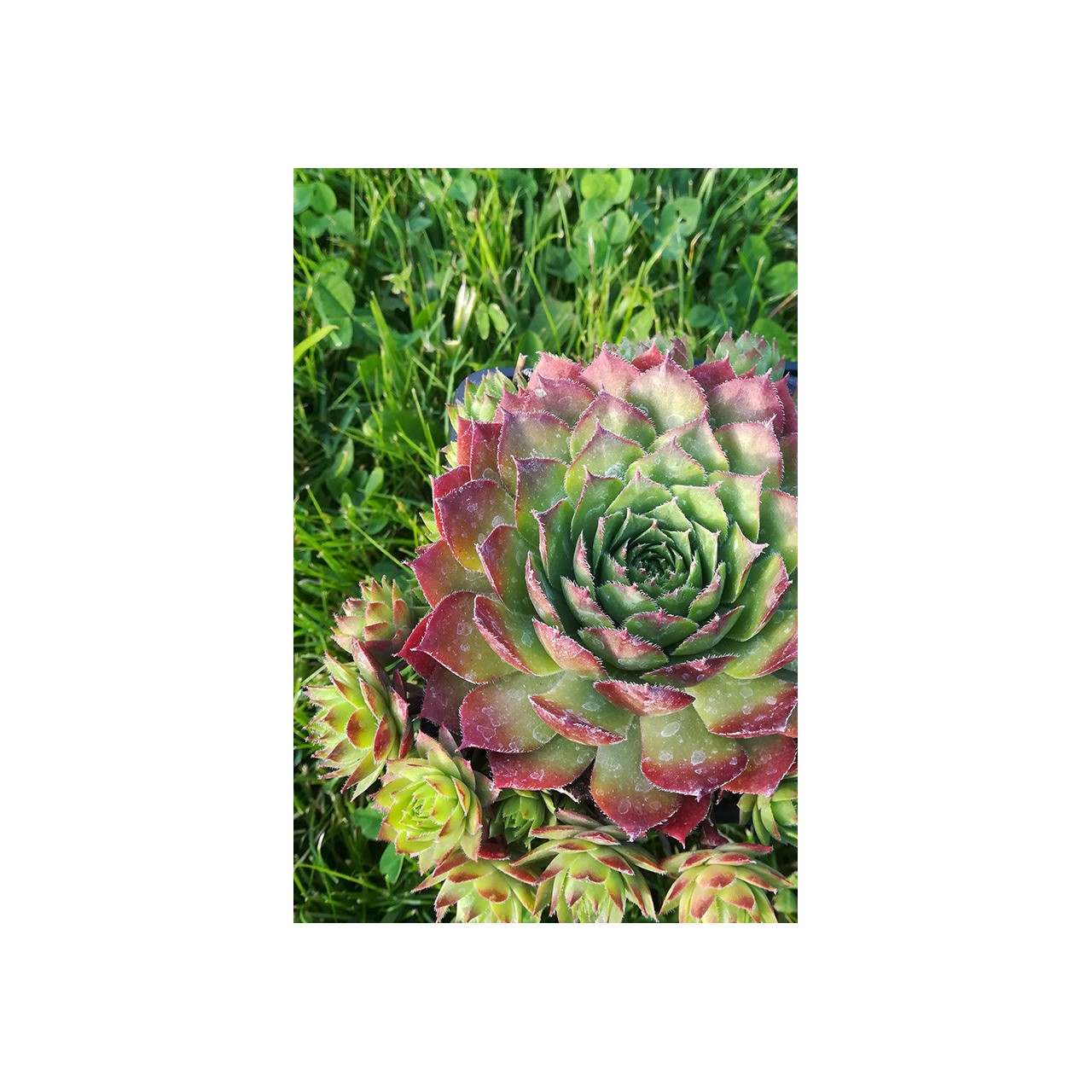 Sempervivum 'Glowing Embers'