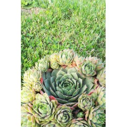 Sempervivum 'Graupurpur'