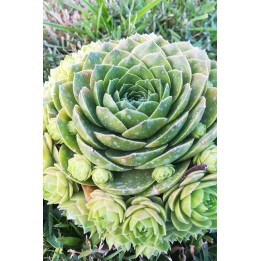 Sempervivum 'Olivette'