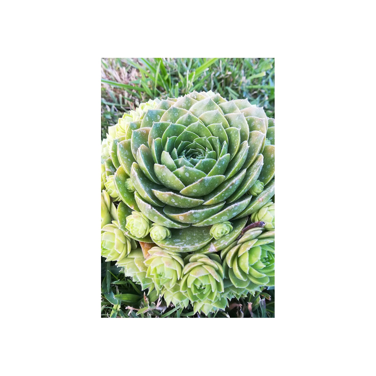Sempervivum 'Olivette'