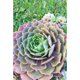 Sempervivum 'Othello'