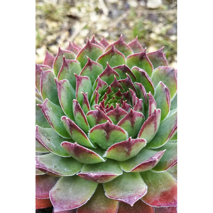Sempervivum 'Palisander'