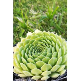Sempervivum 'Pekinese'