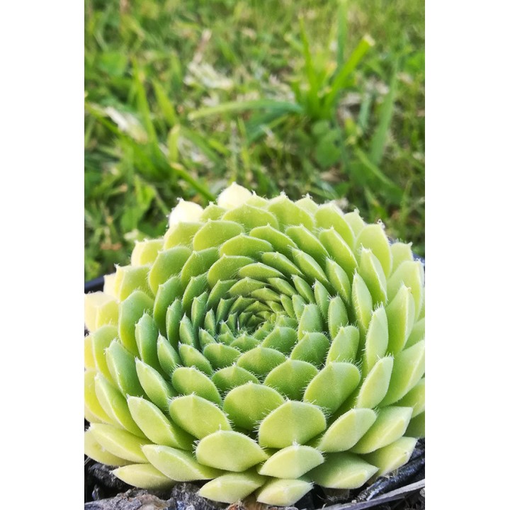 Sempervivum 'Pekinese'