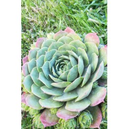 Sempervivum 'Pluto'