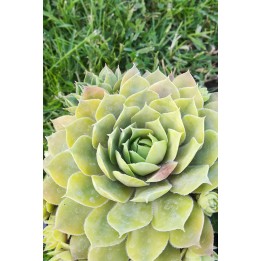 Sempervivum 'President Honoraire Arsac'