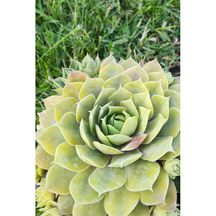 Sempervivum 'President Honoraire Arsac'