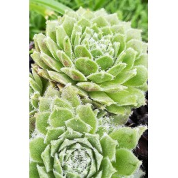Sempervivum 'Red Wings'