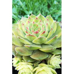 Sempervivum seguieri